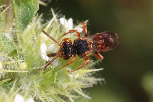 Nomada sp.